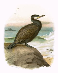 Cormorano